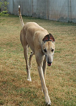 Joaquin
