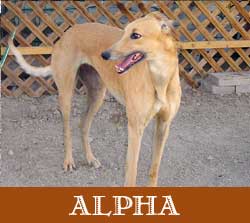 Alpha