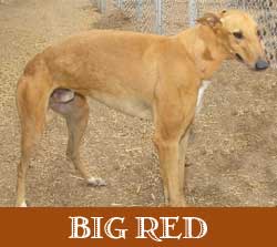 Big Red