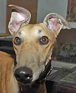 Doby