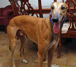 Dodgem