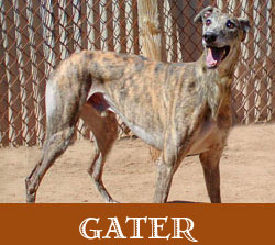 Garter