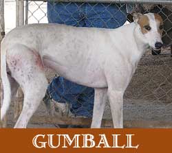 Gumball