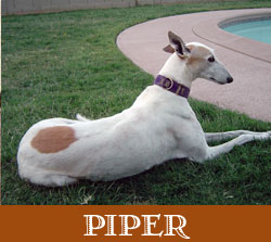 Piper