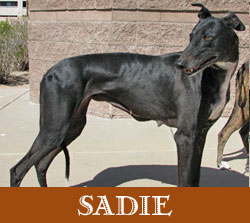 Sadie
