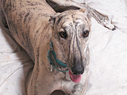 Shyne