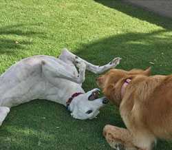 Blanca & Ginger