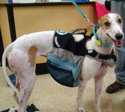 Lady the Service Dog