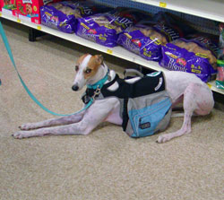 Lady the Service Dog