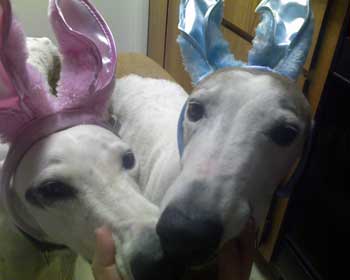 Bunnies