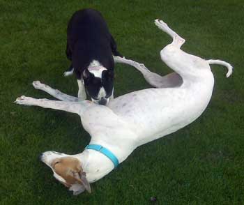 Gracie & Lily