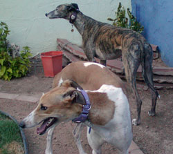 Jolene & Sadie