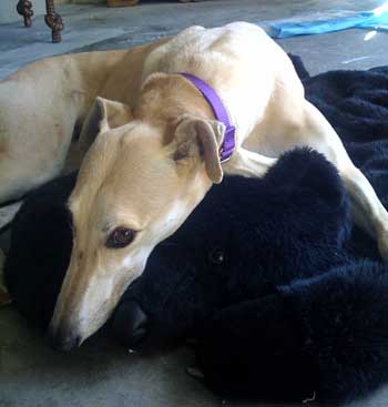 Blonda on her bear rug