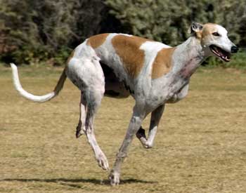 Capri doing some coursing