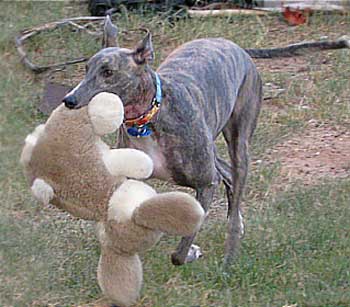 Ellie B with the rabbit